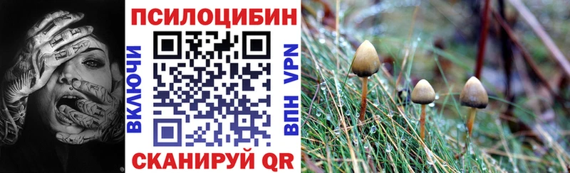 Псилоцибиновые грибы Cubensis  Купить где  Белая Холуница 